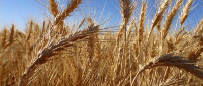 Trouver un électricien sur le net: séparer le bon grain de l’ivraie